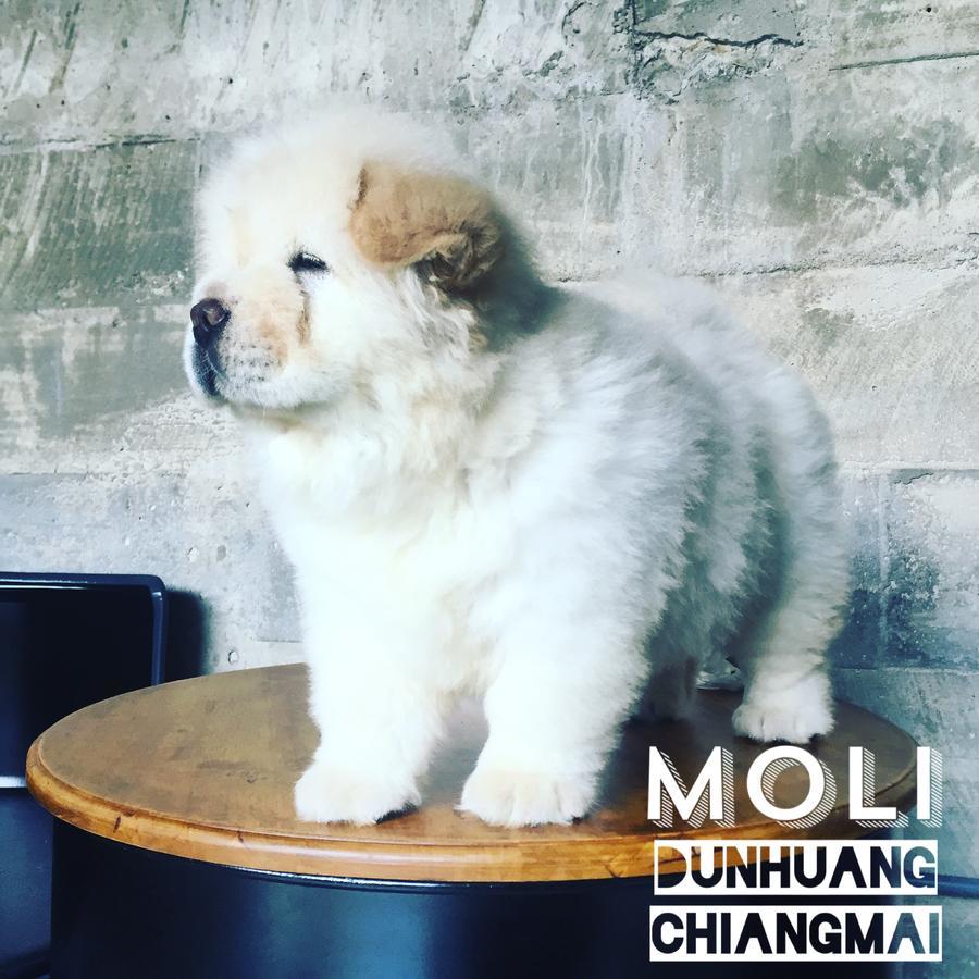 Chiangmai Moli Inn (Adults Only) شيانغ ماي المظهر الخارجي الصورة