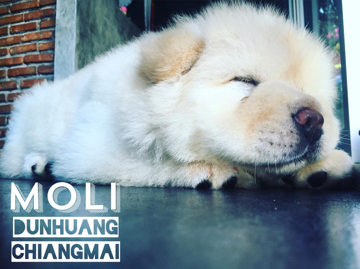 Chiangmai Moli Inn (Adults Only) شيانغ ماي المظهر الخارجي الصورة