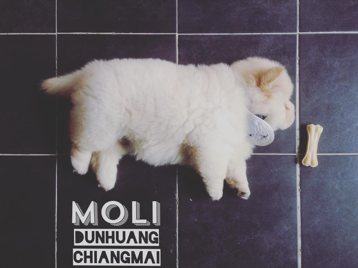 Chiangmai Moli Inn (Adults Only) شيانغ ماي المظهر الخارجي الصورة